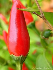 Piripiri Caosicum frutescens