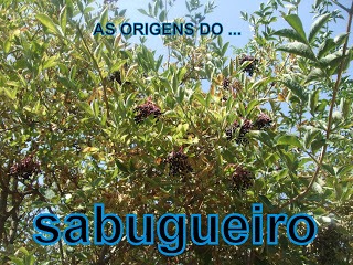 Sabugueiro