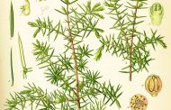 Zimbro Juniperus communis