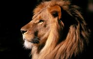 Leão Africano  
