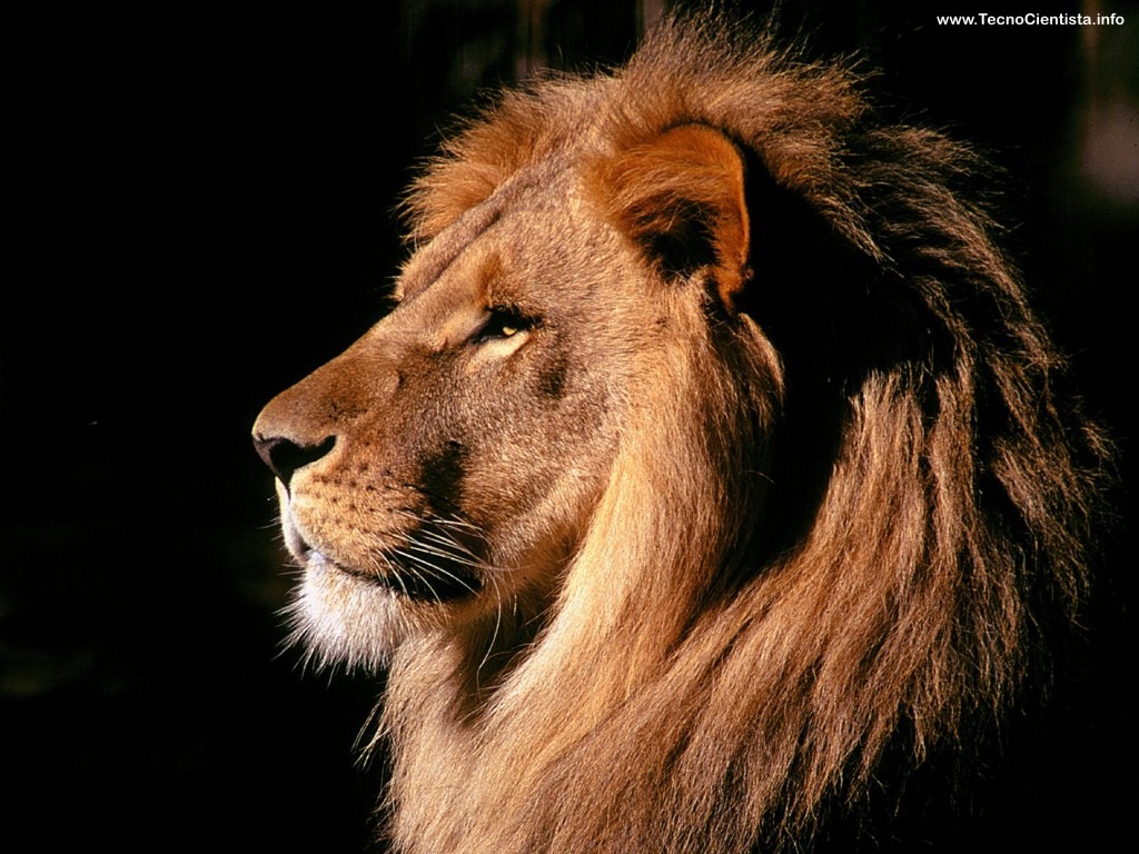 Leão Africano  