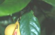 Noz-moscada     Myristica fragans