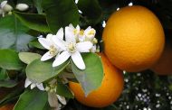 Orange Blossom  