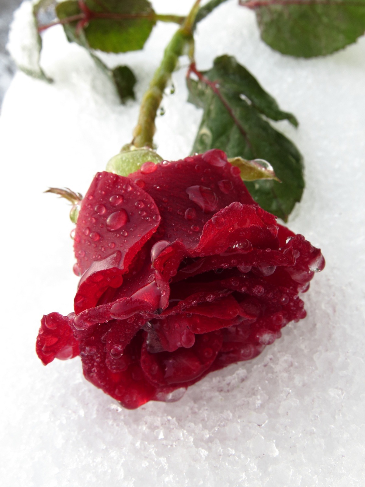 Rosa de Inverno
