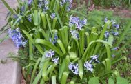 Jacinto ( Hyacinthus orientalis )