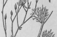 Consólida ( Delphinium spp. )