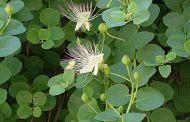 Alcaparra ( Capparis spinosa ) 