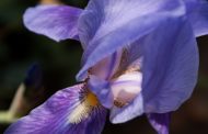 Íris ( Iris versicolor )