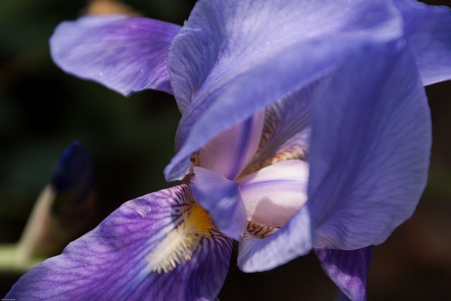 Íris ( Iris versicolor )