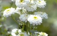 Monsenhor ( Chrysanthemum parthenium )