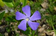 Pervinca ( Vinca minor )