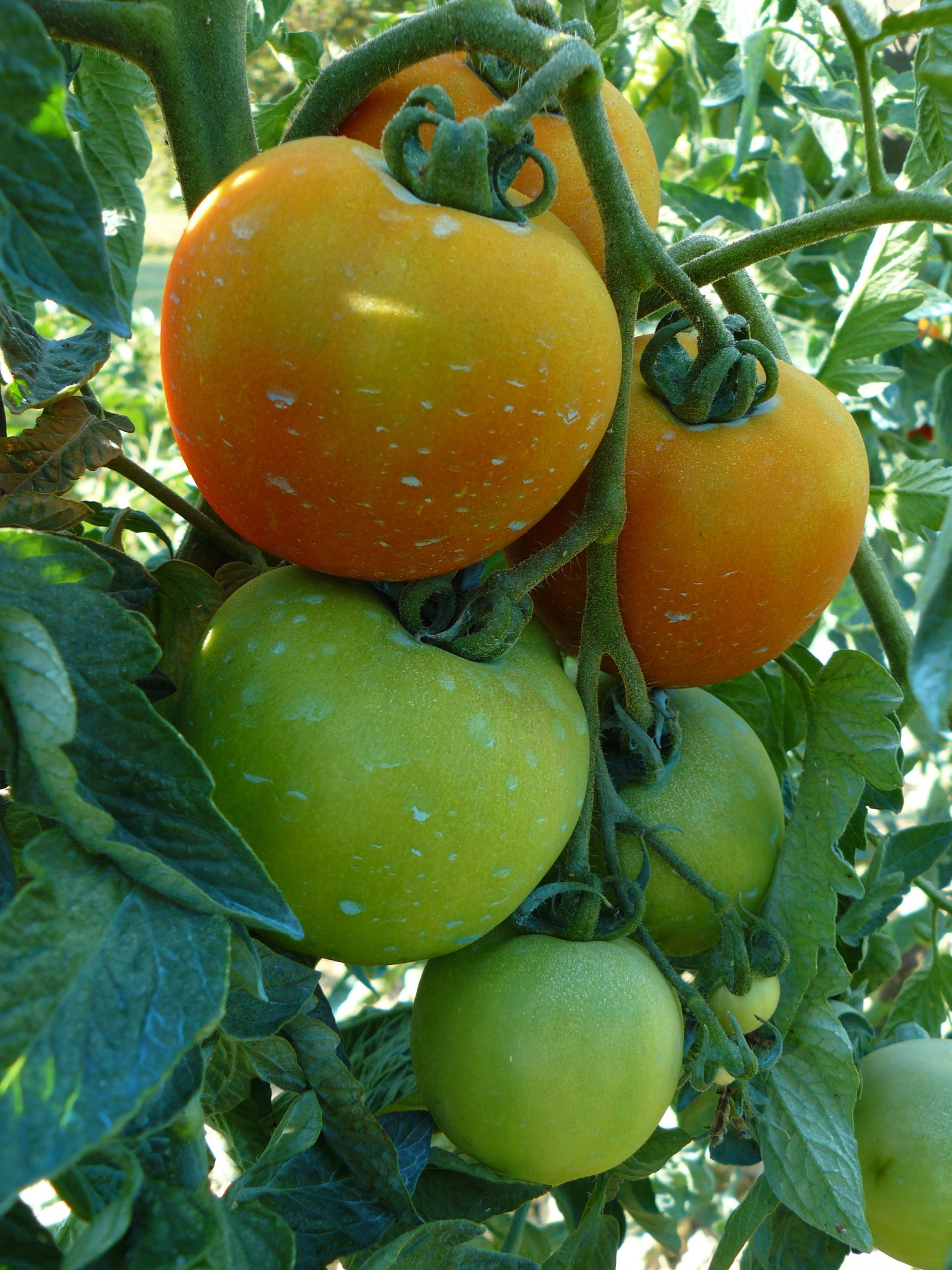Tomate à Bordelaise
