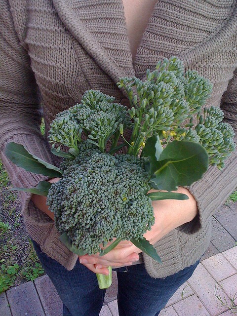 Bouquet de brócolis 