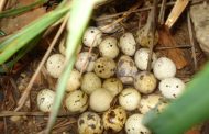 OVOS DE CODORNA