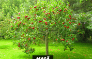 Maçã ( Pyrus spp. )