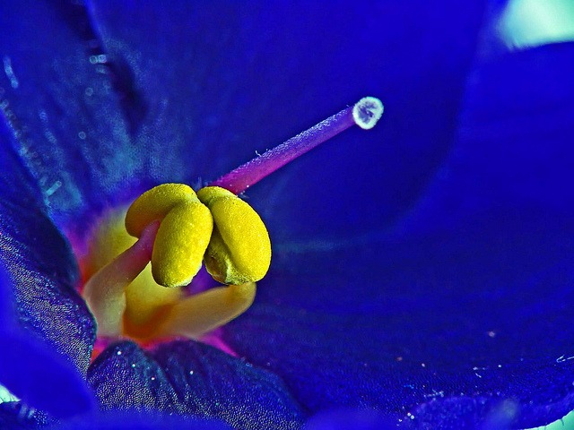 Violeta Africana ( Saintpaulia ionantha )