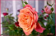 Rosa ( Rosa spp. )