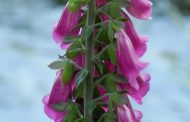 Dedaleira ( Digitalis purpurea )