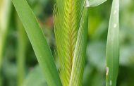 Cevada ( Hordeum spp. )