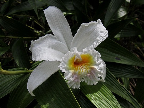 Orquídea ( Orchis spp. )