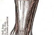 Tendon