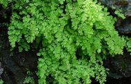 Avenca ( Adiantum pedatim )