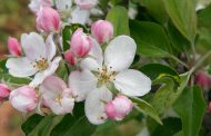 Apple Blossom