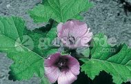 Malvaísco ( Althaea officinalis )
