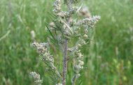 Artemísia ( Artemisia vulgaris )