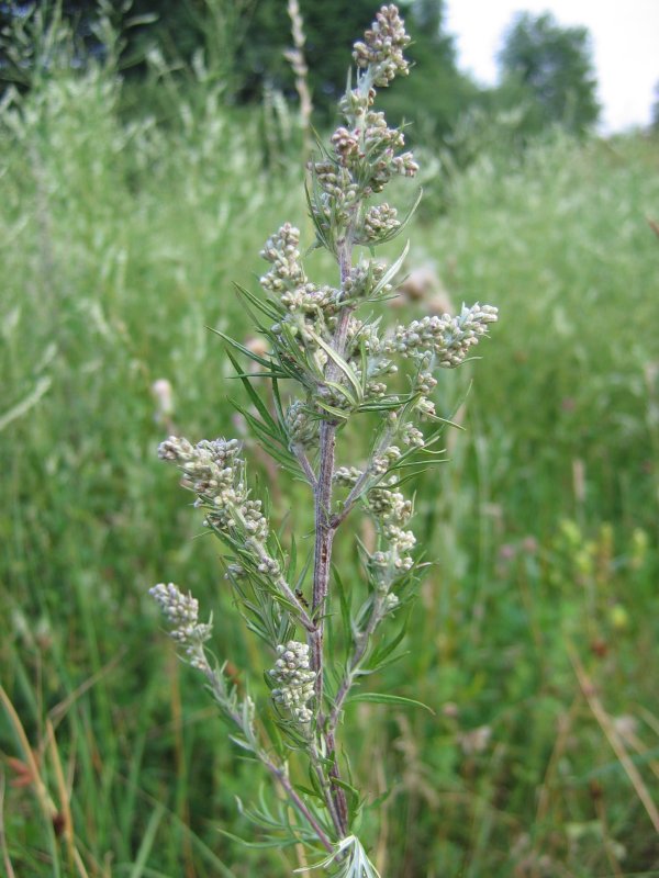 Artemísia ( Artemisia vulgaris )