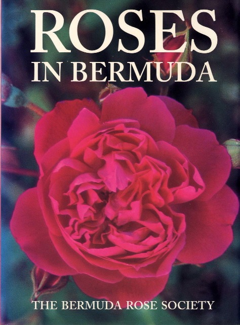 Bermuda Rose