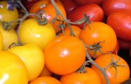 Tomate ( Lycopersicom spp. )