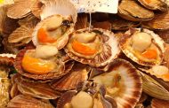 COQUILLES SAINT JACQUES 