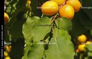 Damasco ( Prunus armeniaca )