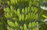 Banana ( Musa sapientum )