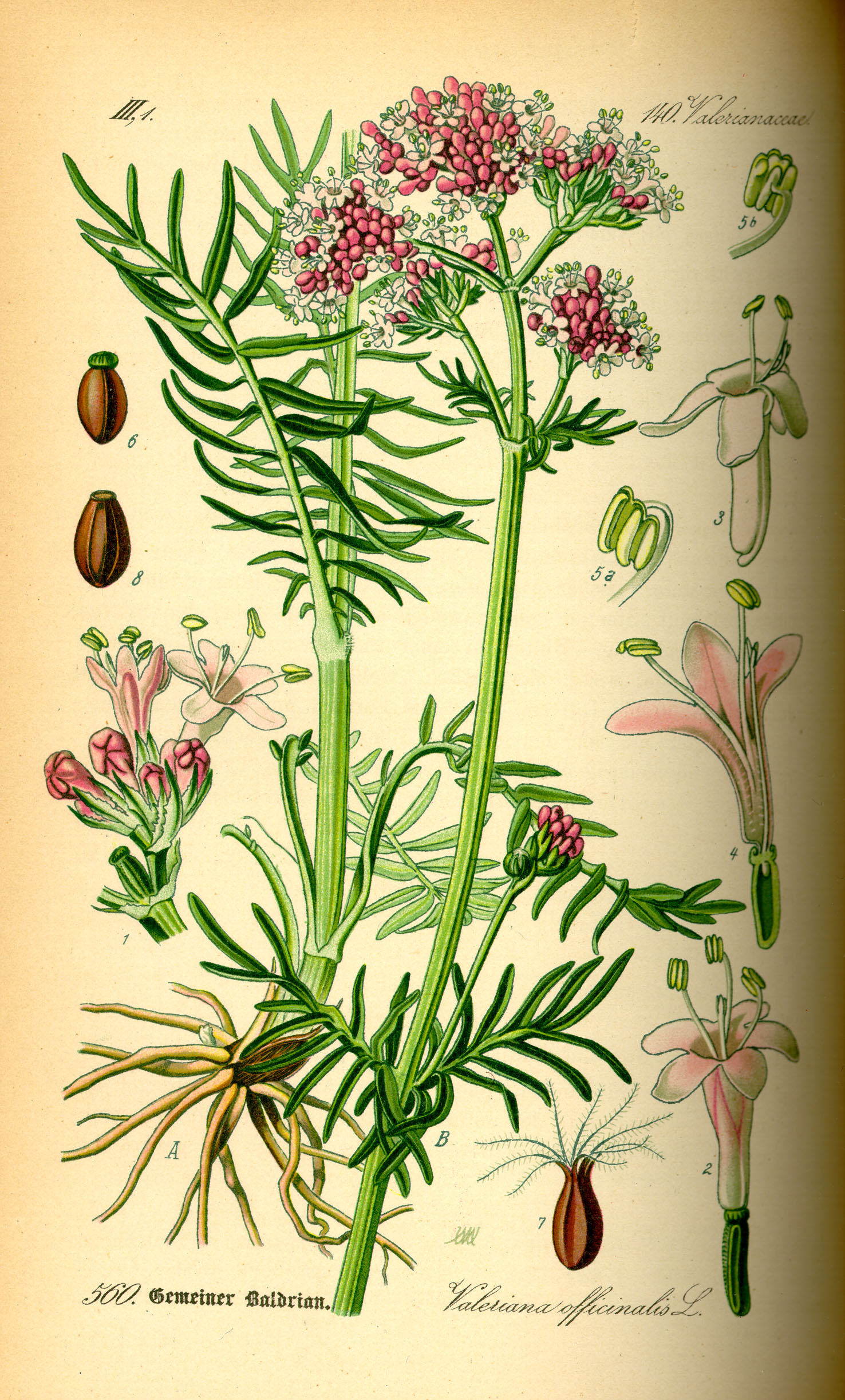 Valeriana ( Valeriana officinalis )