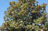 Magnólia ( Magnolia grandifolia )