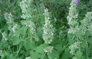 Mentrasto ( Nepeta cataria )