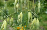 Aveia ( Avena sativa )