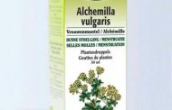 Pé de Leão ( Alchemilla vulgaris )