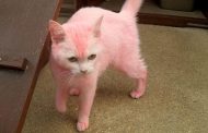 Pink Pussycat