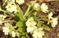 Prímula ( Primula vulgaris )