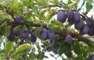 Ameixa ( Prunus domestica )