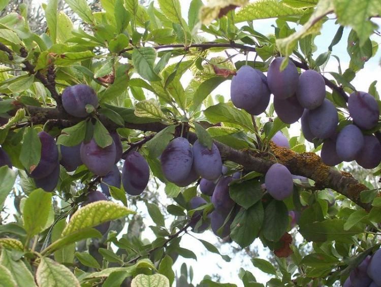Ameixa ( Prunus domestica )