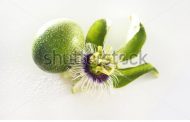 Maracujá ( Passiflora incarnata )