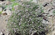 Tomilho ( Thymus vulgaris )