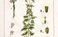 Verbena ( Verbena officinalis )