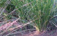 Vetiver ( Vetiveria zizanioides )