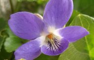 Violeta ( Viola odorata )